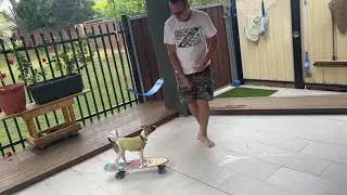 Jack Russell SkateBoarding Dog
