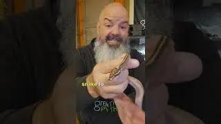 what does a snake with shark-mouth look like?