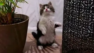Welcome Home, Koko! A Kitten’s First Week Journey #cat