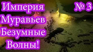 Empires of the Undergrowth: Rising Tide - INSANE - Максимальное безумие 2.1!