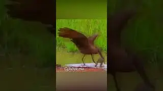 Цапля пытается справиться с огромной лягушкой 