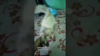 kucing punya ibu kos, #catlover #pecintakucing #kucingpersia #kalimantantimur