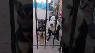 детки в клетке