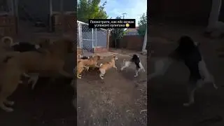 Кто он такой?🧐Прям король собак😄