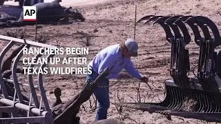 Texas Panhandle ranchers face losses and grim task of removing dead cattle killed by wildfires