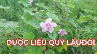 PHONG TÊ THẤP NHỨC MỎI, TIỂU TIỆN KHÔNG THÔNG....Tìm ngay cây dược liệu này.