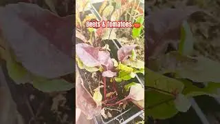 Grow Your Own #beets #tomatoes #patiogarden #growyourownfood #shorts