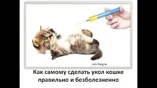 Учимся делать  укол кошке и не допускать ошибок / How to give an injection to a cat
