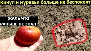 МУРАВЬИ БОЯТСЯ ЯБЛОКО. СРАЗУ УЙДУТ НАВСЕГДА! БЫСТРЫЙ СПОСОБ КАК ИЗБАВИТЬСЯ ОТ МУРАВЬЕВ