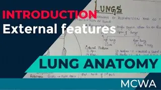 Lungs Anatomy - External features