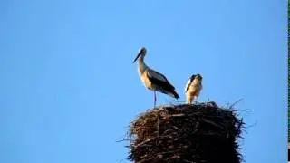 Жизнь аистов в тверской области