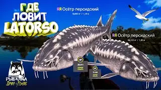 Русская рыбалка 4.🎣🦈 р. Ахтуба🐬🐬 💦 ГДЕ ЛОВИТ LATORSO 👀