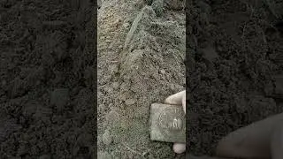 #ЭХОВОЙНЫ