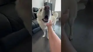 Учу Хаски Кунг Фу🤣🤣