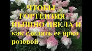 Чтобы гортензия пышно цвела, нужно подкислить и подкормить. Как сделать гортензию розовой?
