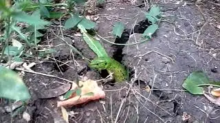 Ящерица прыткая (часть 2)