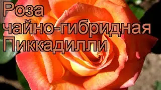 Роза чайно-гибридная Пиккадилли 🌿 роза Пиккадилли обзор: как сажать саженцы розы Пиккадилли