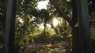 Trees || Nature || Background Videos || Non Copyrighted Videos