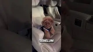 Rahasia Anjing Aku!