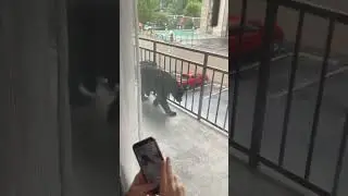 Black bear spotted outside hotel rooms in Gatlinburg, Tennessee