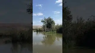 ГИГАНТСКИЕ СОМЫ на ОЗЕРЕ ХУЛА, Израиль 🎣🐟 ДОЛИНА ХУЛА 🏜️🌵 GIANT CATFISH at LAKE HULA 🐟