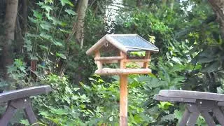 Sie sind wieder daaaa die Vogelschar