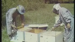 Пчеловодство на промышленную основу  Центрнаучфильм 1975 год