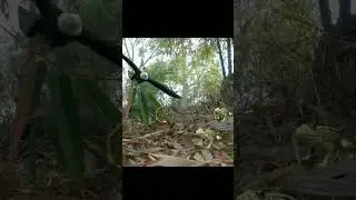 Two Frog And Eagle vs Scorpion Part-5 Top Video | Youtube Short 