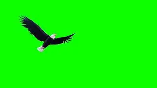 Eagle Green Screen, Green Screen Eagle, Green Screen Bird, Bird Green Screen