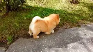Буська торопыжка 1