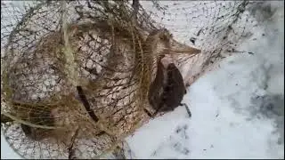 Проверка налима 4