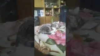 КИНО - Песня без слов