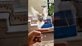 Successful Flight and Landing Of The Tame Budgie