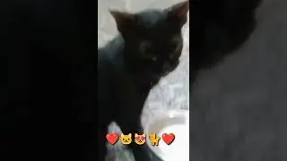 How rare is a black cat? Black Cat Marvel, Baby Cats - Funny and Cute Cat Videos Compilation #shorts