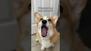Corgi gets traumatized!