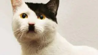 Cats that look like HITLER!