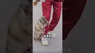 Эта бездомная кошка потрясла всех 