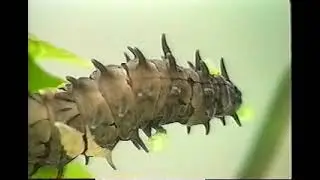 Butterfly World (1996)