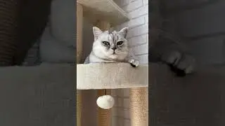 Почему кот точит когти, когда хозяин возвращается домой 