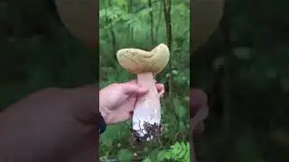 Один гриб 🍄 на пол корзинки. [Поход за грибами]