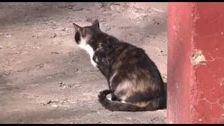 Замуровали заживо