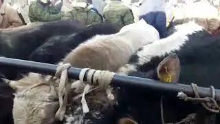 Мал базар баалар. Базар Коргон