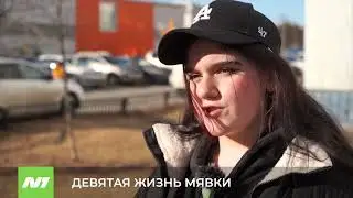 Девять жизней Мявки.