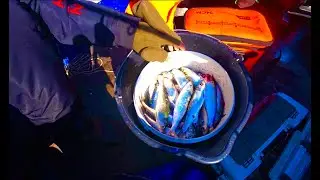 ВЕДРО ЗА ЧАС, ЛЕГКО! ВКУСНЕЙШАЯ РЫБА САЛАКА.