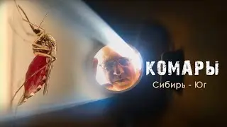 Комары. Где живут и как плодятся. Заглянем в глубь. Анапа-Сибирь.