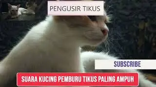 SUARA KUCING PENGUSIR TIKUS TIKUS PERGI TANPA RACUN