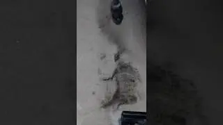Satisfying Carpet Stain Removal!