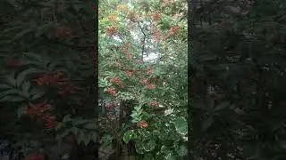 🦅 Tamsi Bumisita Sa Bahay Namin, Nakakatuwa 🦜