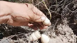 Тухмои кабки Дидагимон хамаш бромадан Keklik Куропатка Partridge Chukar که و Kabk
