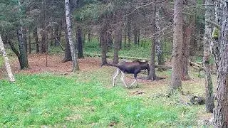 Солонец. Лоси и Олени. Фото и видео с фотоловушек  Егерькам.